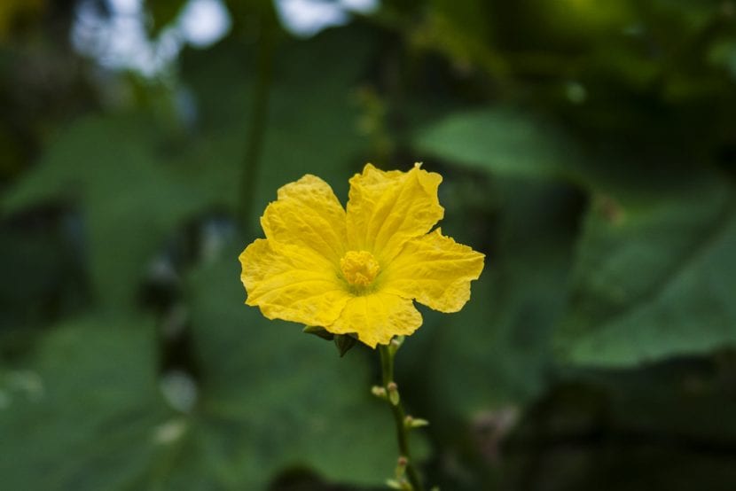 Flor de la esponja vegetal o Luffa cylindrica