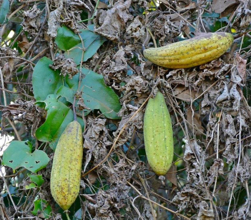 Frutos de la esponja vegetal o Luffa cylindrica