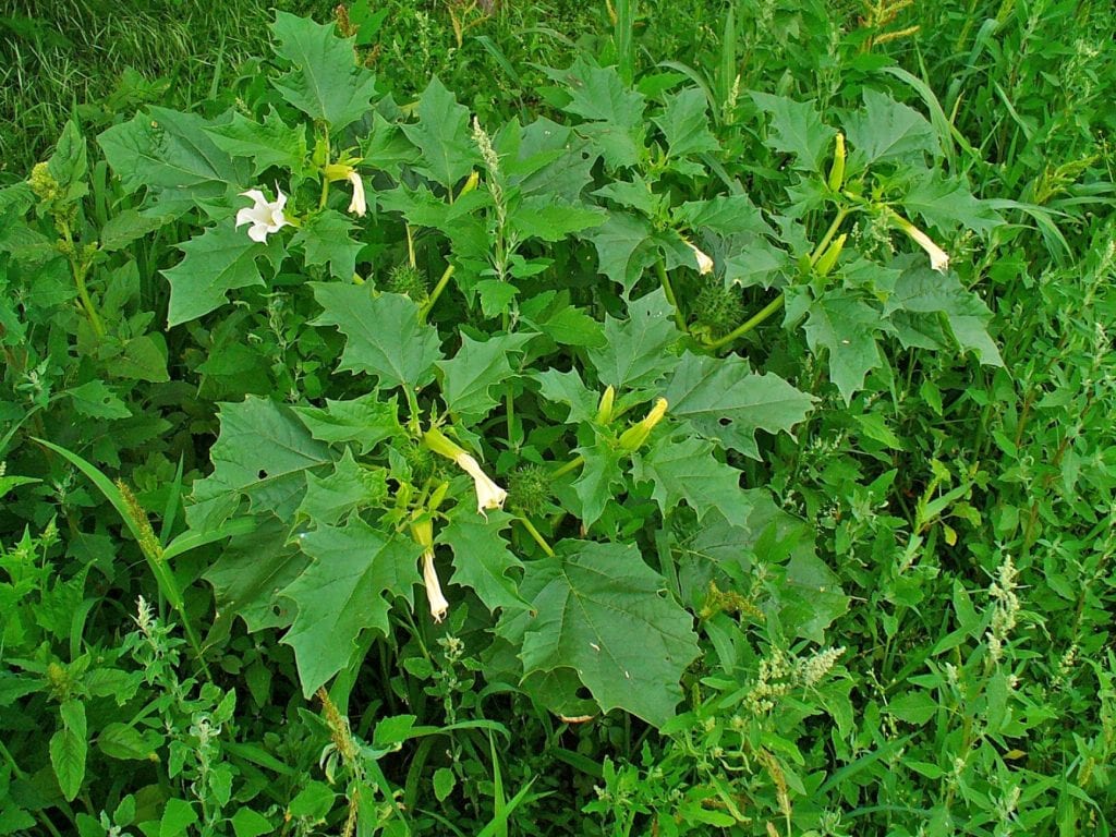 datura_stramonium