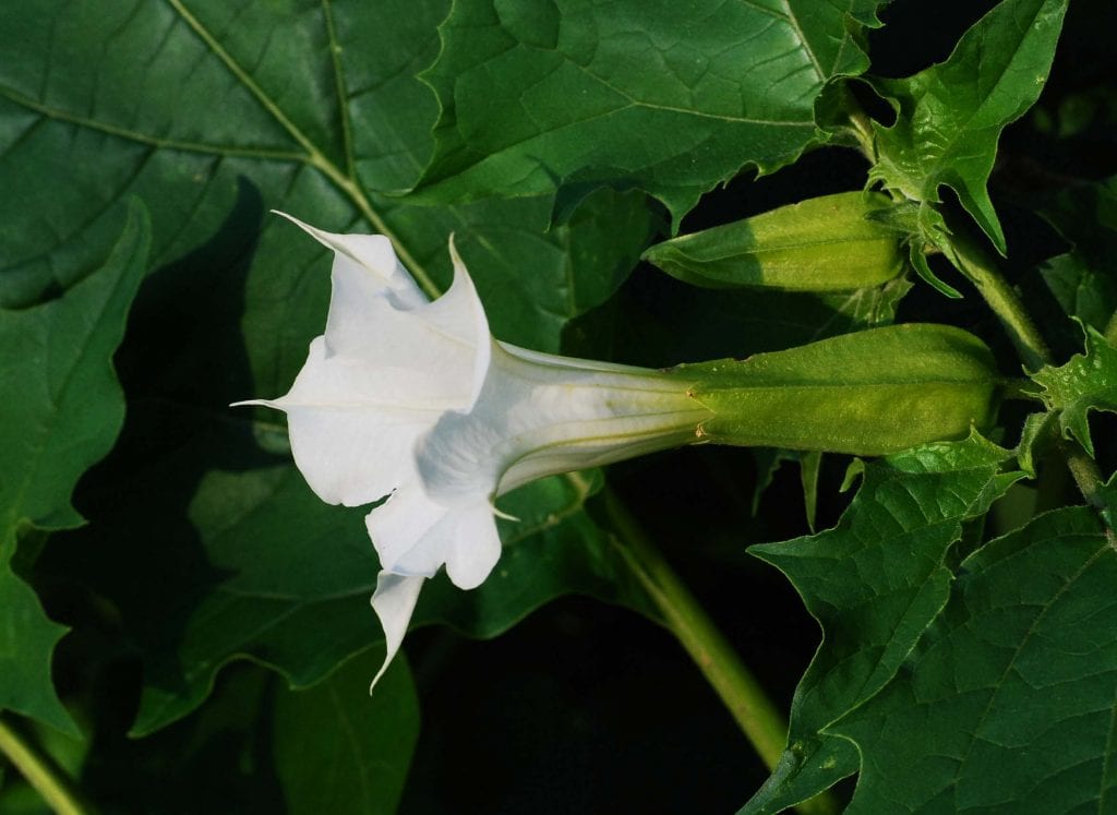 datura_stramonium_en_flor
