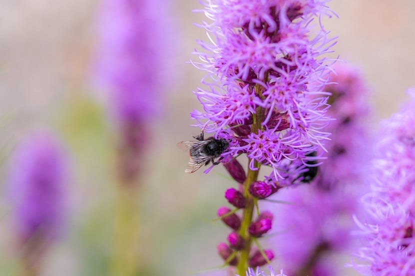 Caracteristicas, cuidados y cultivo de la Liatris spicata