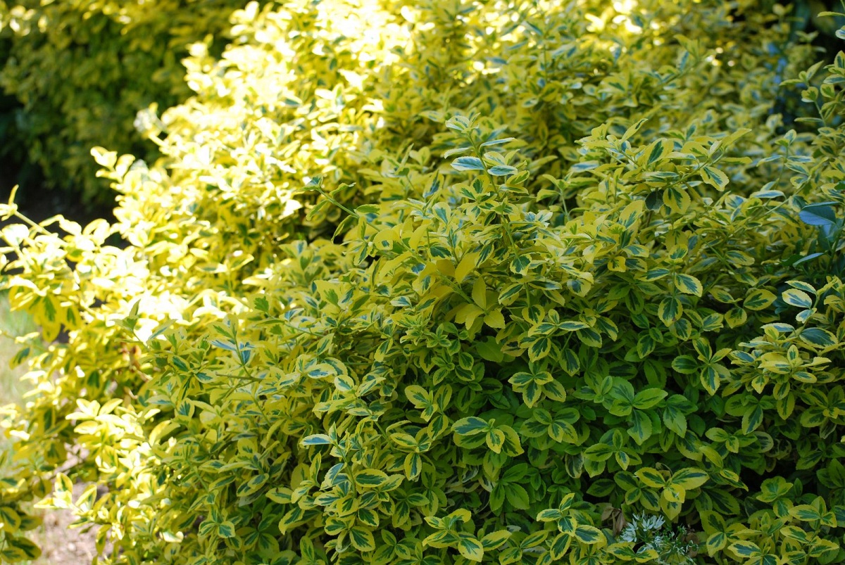 arbusto con pequenas hojitas llamado Euonymus fortunei