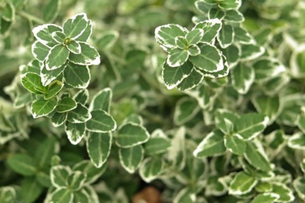 imagen de hojas de cerca de la planta Euonymus fortunei