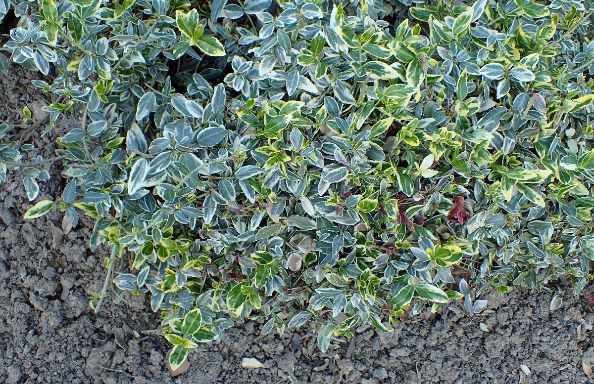 planta con pequenas hojas verdes y amarillentas llamada Euonymus fortunei