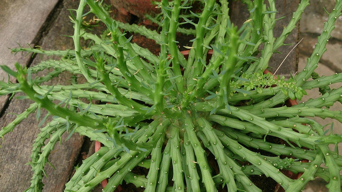 Euphorbia flanaganii o cabeza de medusa