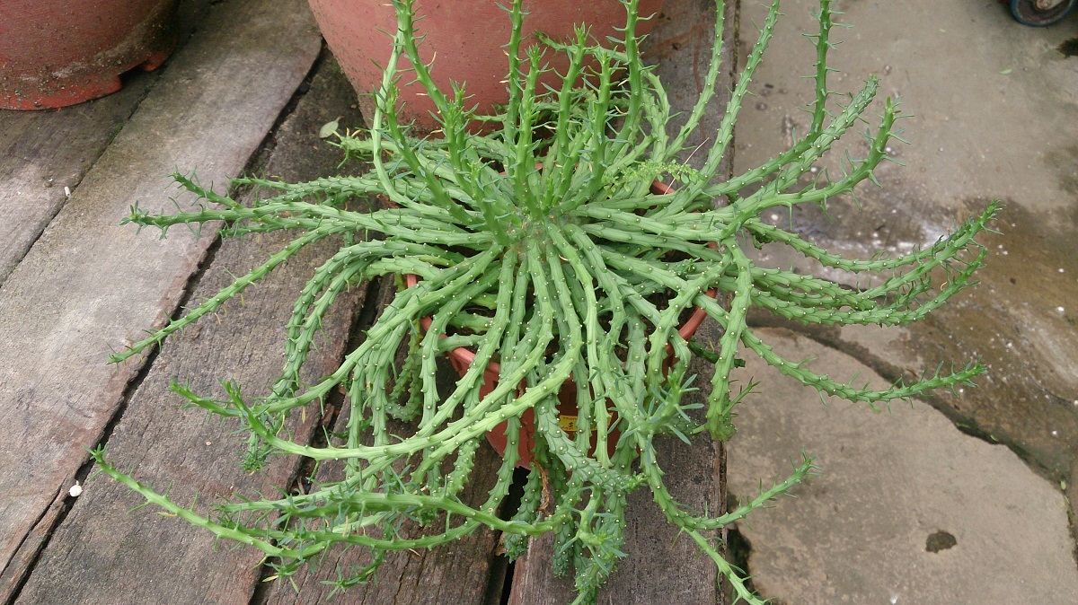 cabeza de medusa o Euphorbia flanaganii en maceta