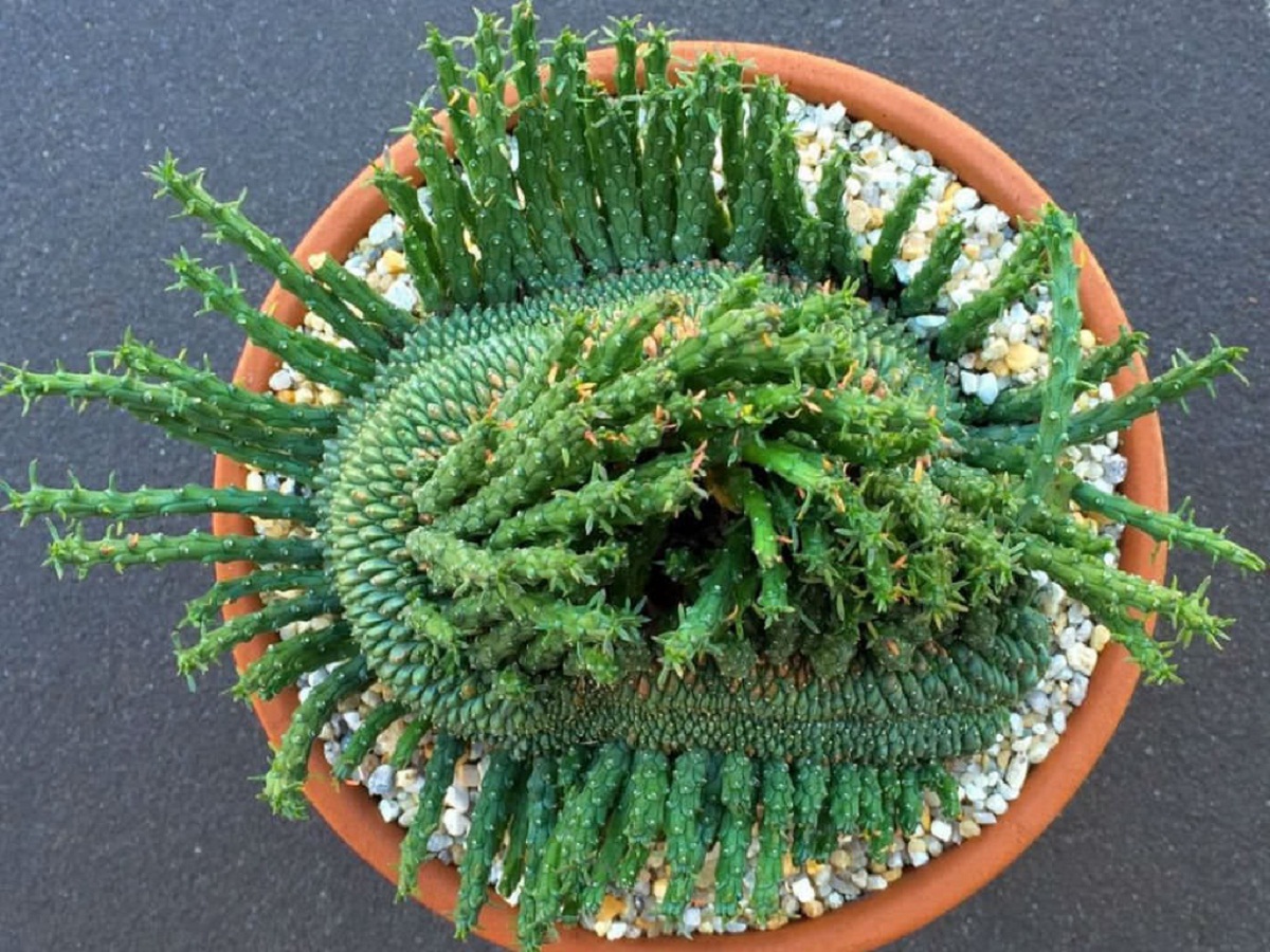 especie rara de Euphorbia en maceta