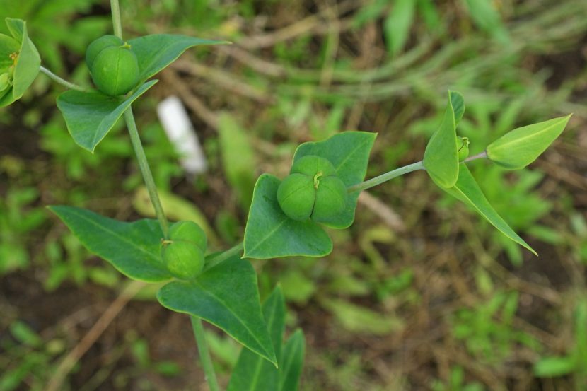 Euphorbia lathyris, planta tóxica de tallo erecto y hojas cruzadas