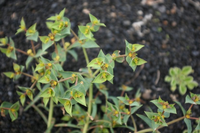 Euphorbia segetalis