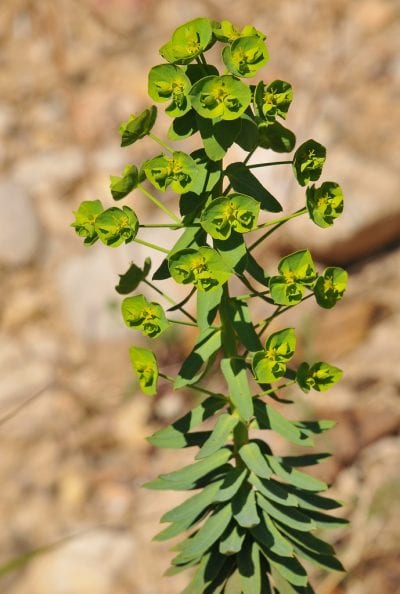 Planta de Euphorbia segetalis
