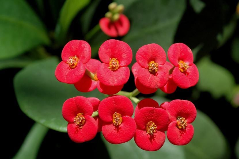 Euphorbia milii, una planta perfecta para decorar