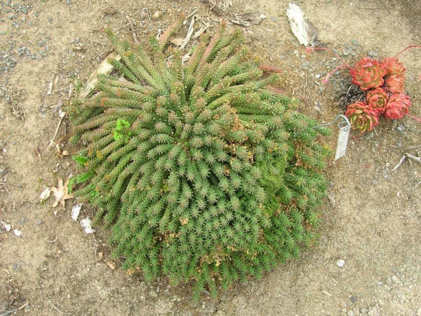 Vista de la planta Euphorbia caput-medusae