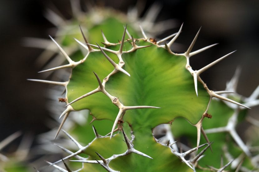 Detalle de las espinas de la Euphorbia grandicornis