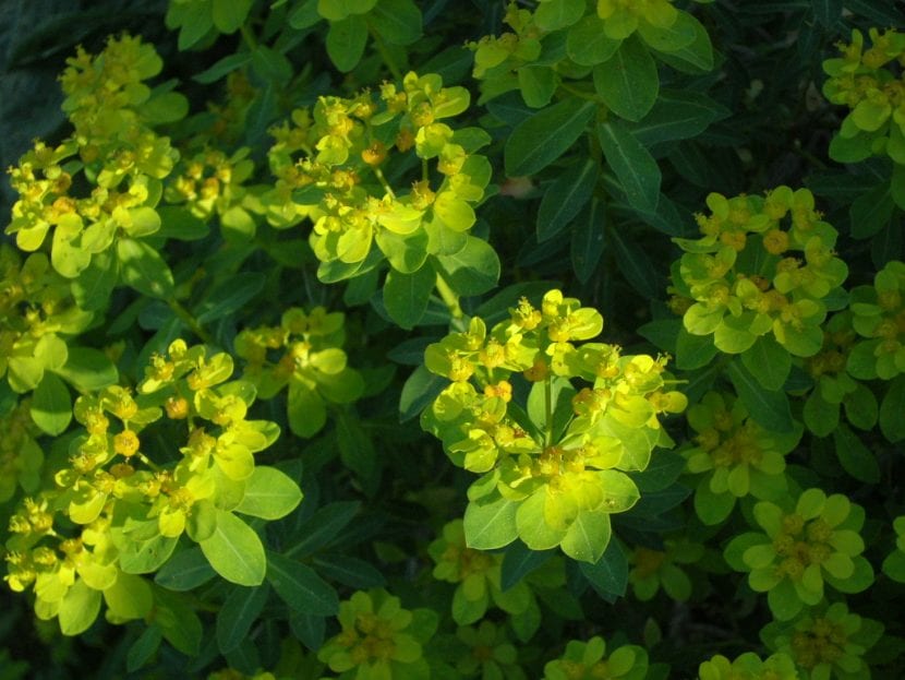 Hojas y flores de la Euphorbia hierosolymitania