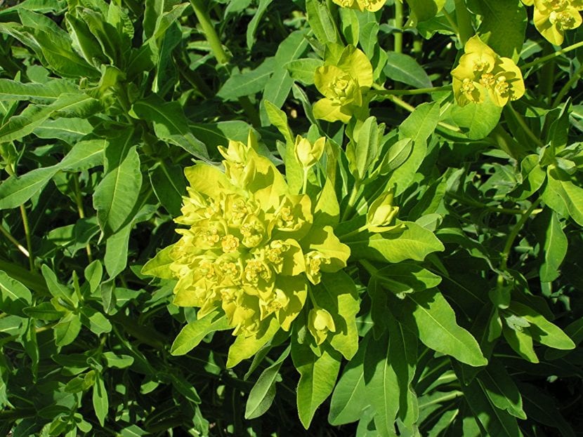 Ejemplas de Euphorbia palustris