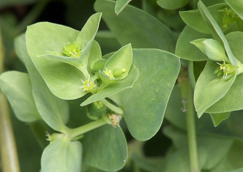 Hojas y flores de la Euphorbia peplus