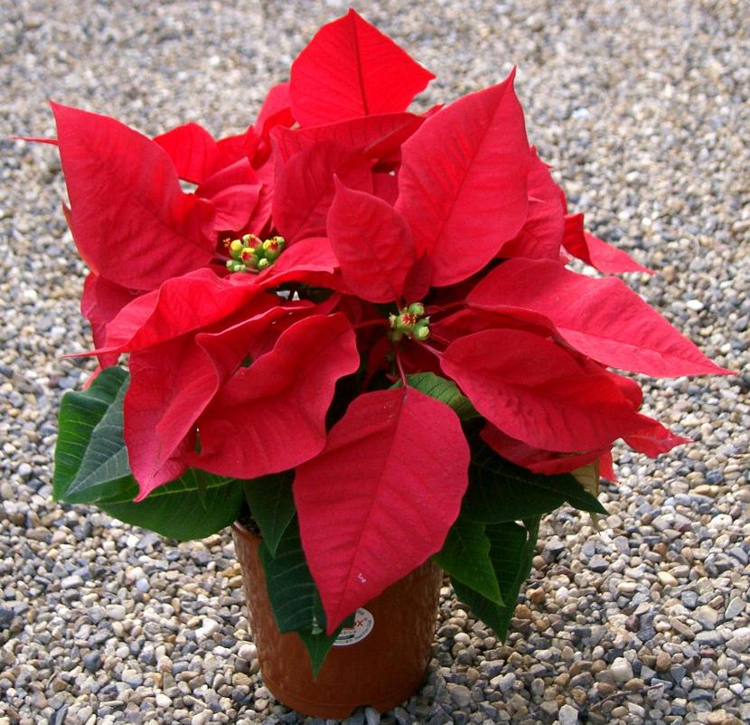 Euphorbia pulcherrima, la planta de Navidad