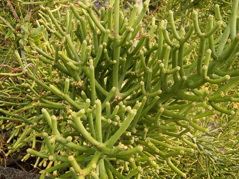 Detalle de la curiosa planta Euphorbia tirucalli