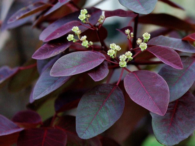 Hojas y flores de la Euphorbia cotinifolia