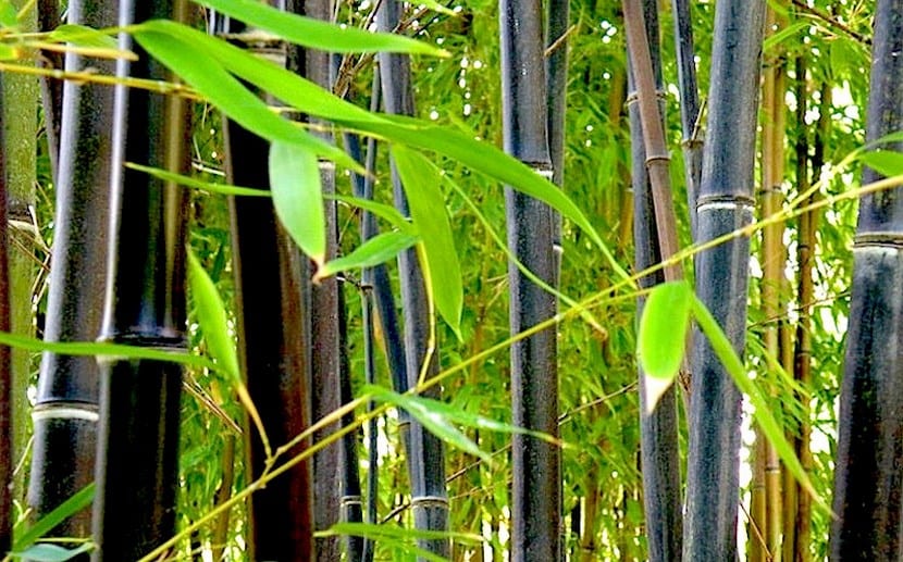 Phyllostachys Nigra Munro