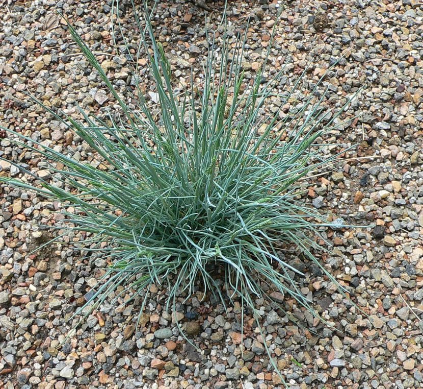 La planta Festuca glauca tiene las hojas azules