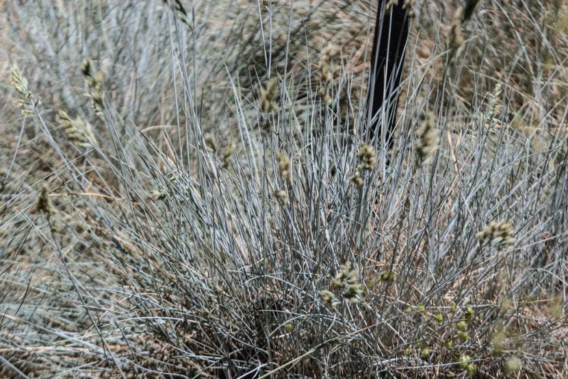 Vista de la planta Festuca glauca 'Elijah Blue'