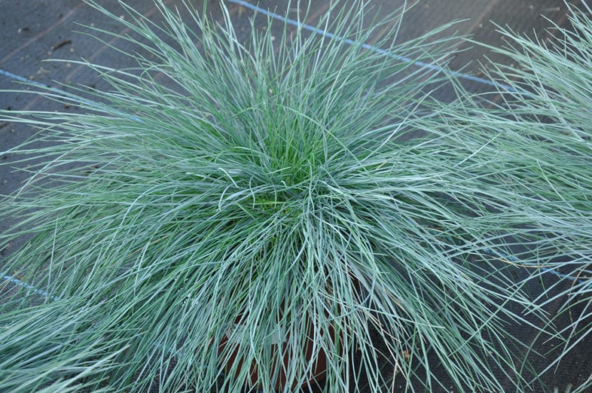 Vista de la planta Festuca glauca 'Intense Blue'