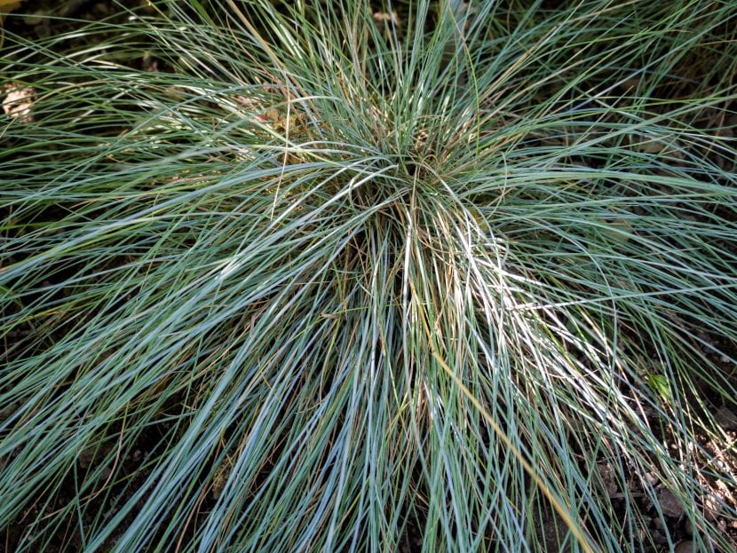 Las hojas de la Festuca glauca son largas y finas