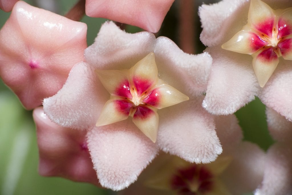Umbela de flores cerosas de Hoya carnosa con la corona central roja