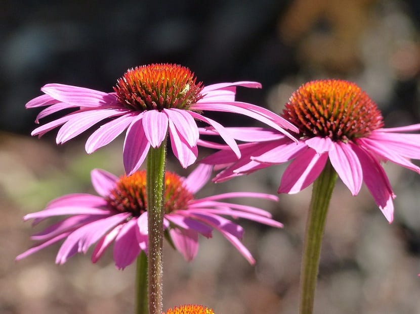Rudbeckia o Echinacea Púrpura, comúnmente llamada Flor de cono
