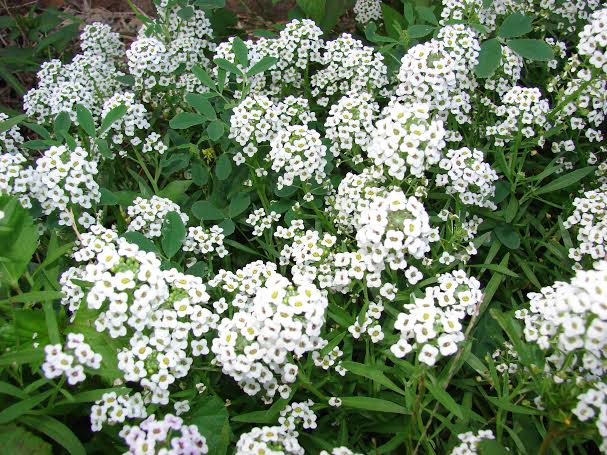 Plantas tapizantes