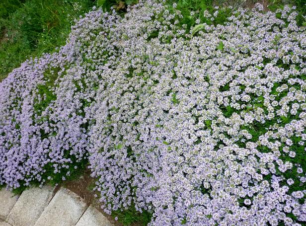 Lobularia Marítima