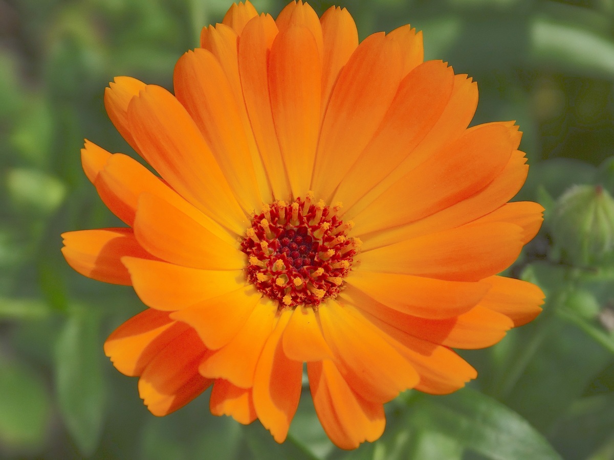 La caléndula es una hierba de flor naranja