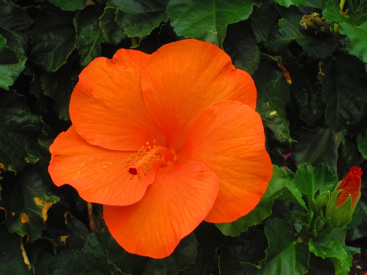 El hibisco es un arbusto de flores grandes y bonitas