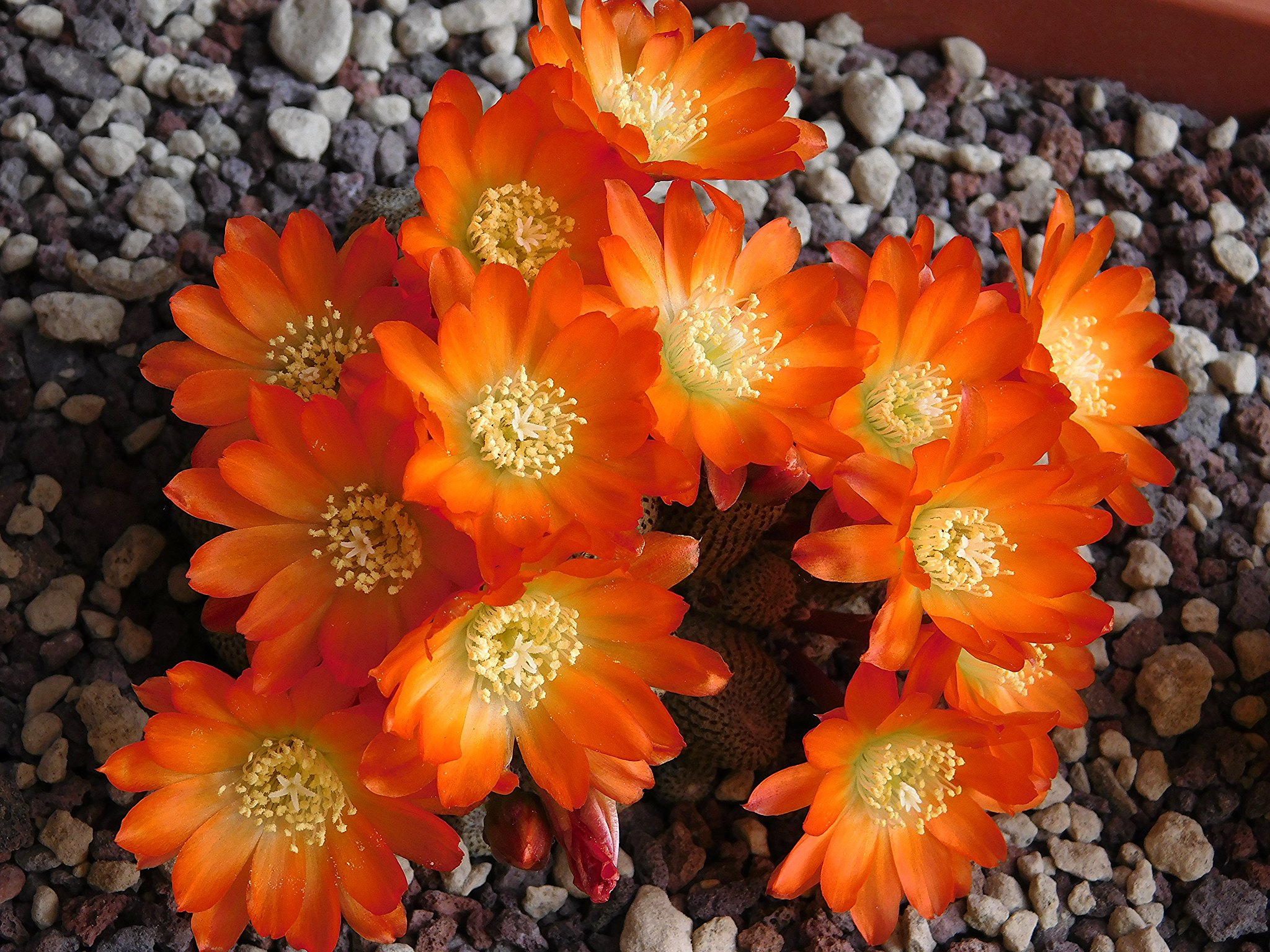 La Rebutia heliosa es un cactus que produce flores naranjas