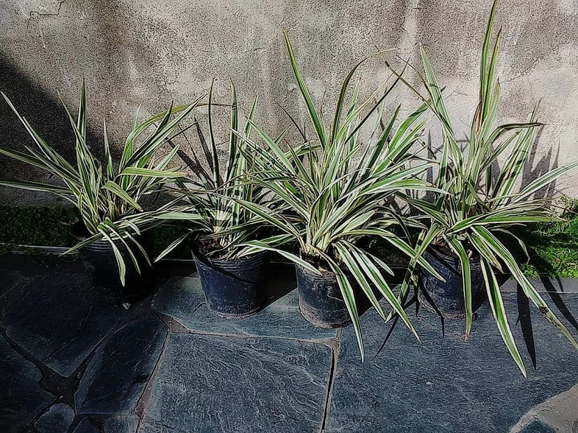 Esta planta proviene de Nueva Zelanda y lo que más llama la atención de la misma es su follaje abundante