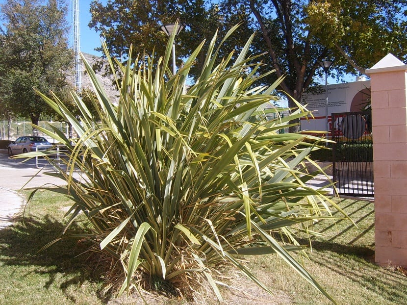 Phormium o Formio como también se le conoce, son plantas de larga duracion