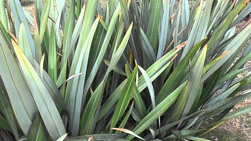 Atencion a las diferentes plagas del Phormium
