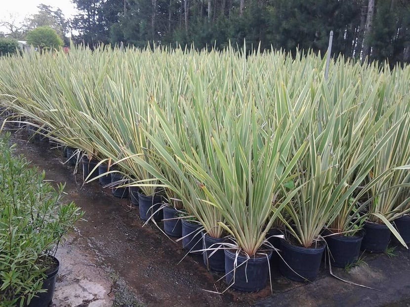 Diferentes tipos de cultivo del Phormium