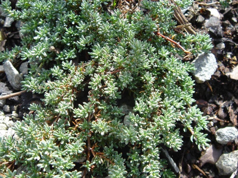 Planta de Frankenia laevis