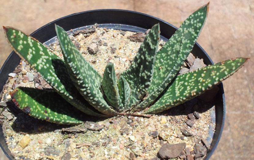 Gasteria carinata var. verrucosa