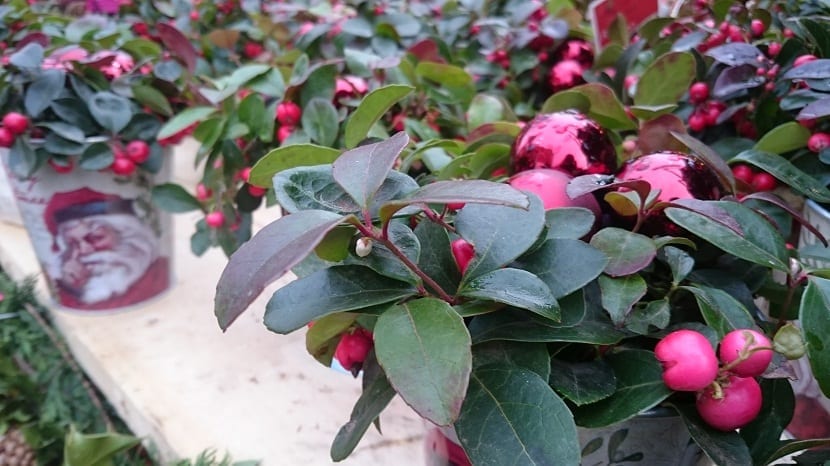 Gaultheria procumbens plantada en maceta con pequeñas bolas rojas como frutos