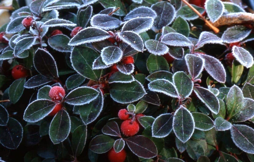 hojas y frutos de la planta Gaultheria procumbens despues de nevar