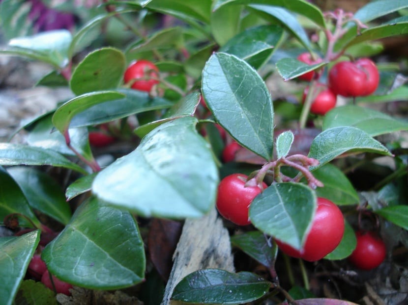 ramas de la planta llamada Gaultheria procumbens con frutos de color rojo