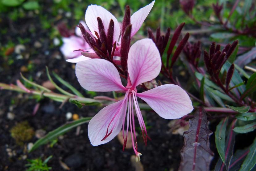 Gaura lindheimeri