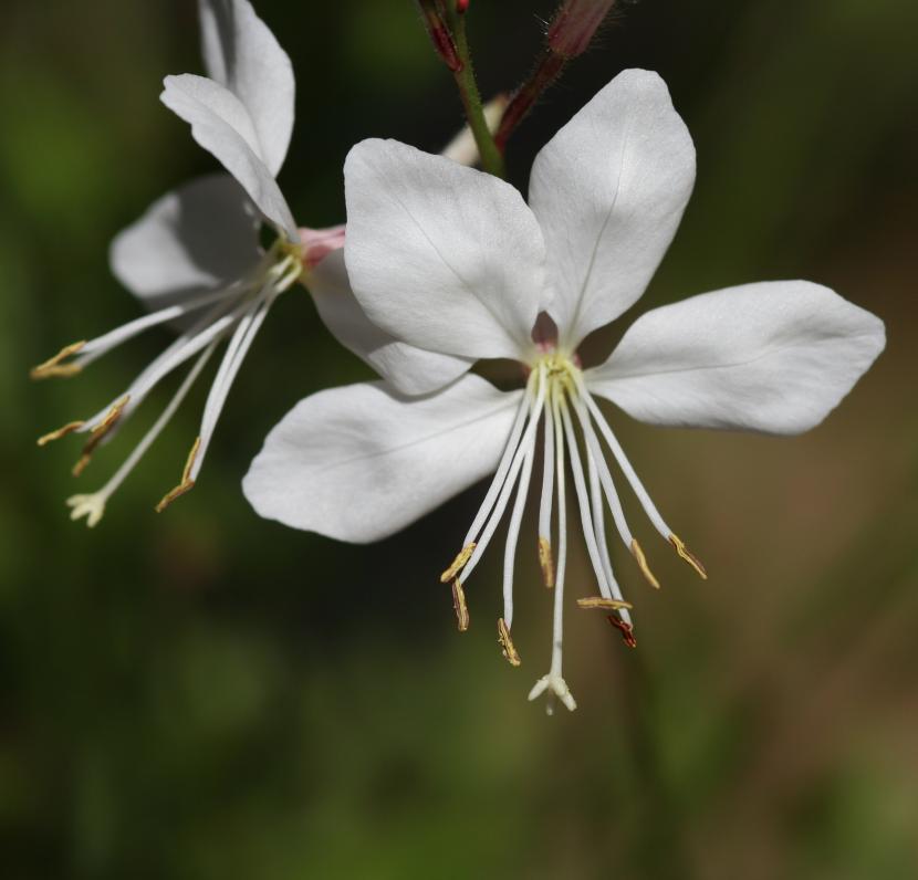 Gaura de flor blanca