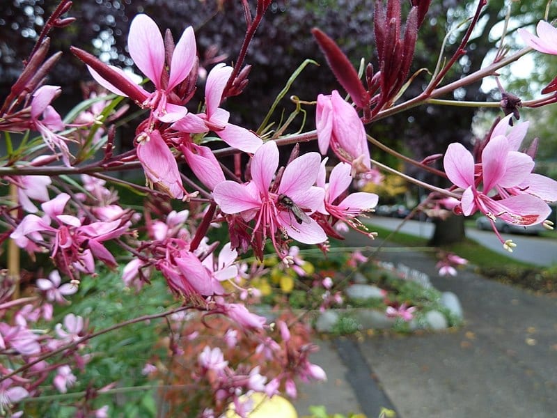 Las flores de la Gaura lindheimeri