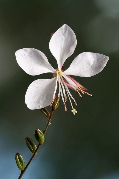 La Gaura lindheimeri produce flores gran parte del año