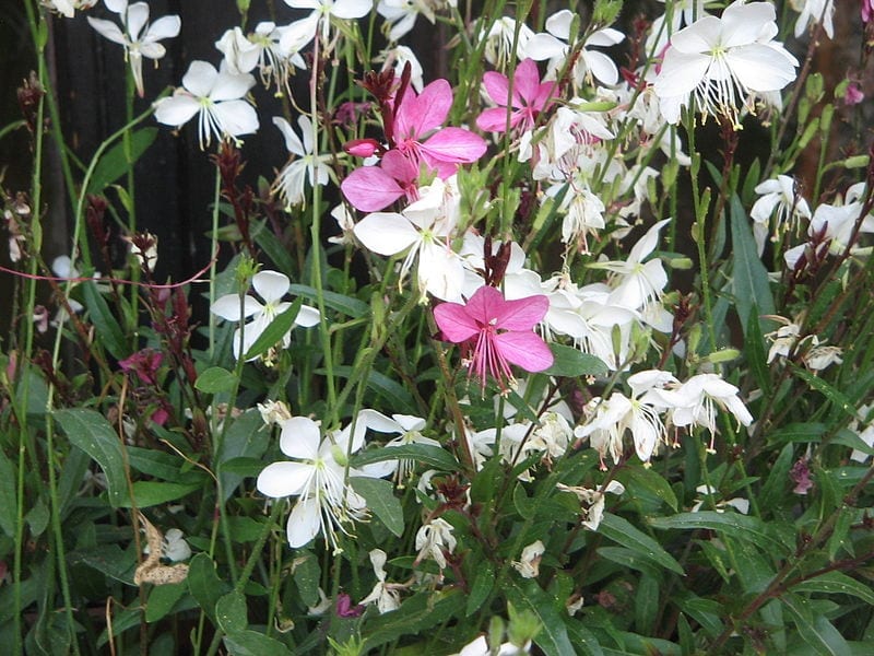 Las flores de la Gaura lindheimeri pueden ser blancas o rosas