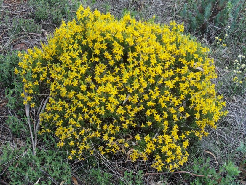 Genista hirsuta